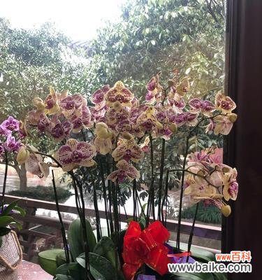 小蝴蝶兰 小蝴蝶兰,守护爱的芬芳