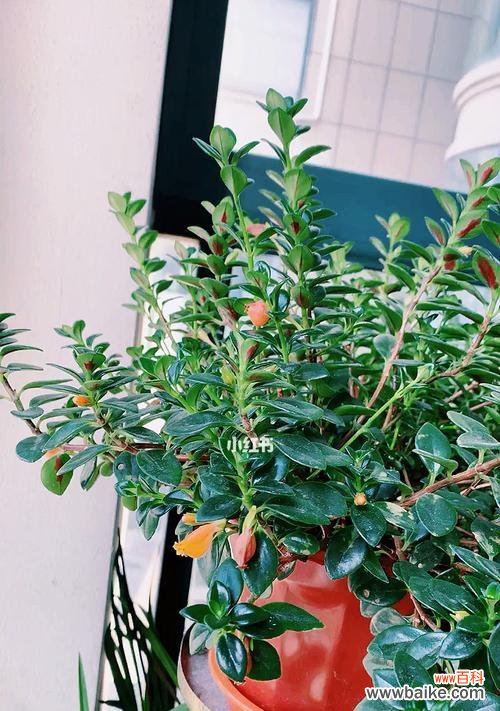 探寻小金鱼吊兰的寓意和养护技巧 小金鱼吊兰花的寓意与魅力