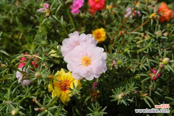 太阳花有毒素吗，太阳花有什么作用