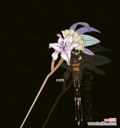 百合花发簪代表什么？这种发饰的寓意是什么？