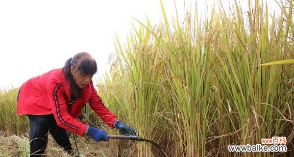 水稻种植周期的花语含义是什么？