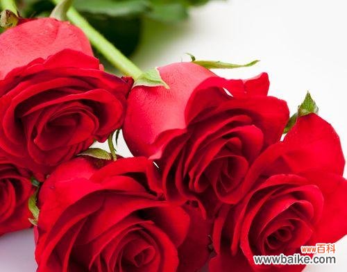 红玫瑰花传递给女生的特殊意义是什么？