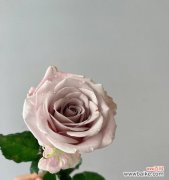 玫瑰花团购是什么意思？团购玫瑰花通常有哪些优惠？