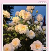 写信送白玫瑰什么意思？白玫瑰作为礼物的含义是什么？