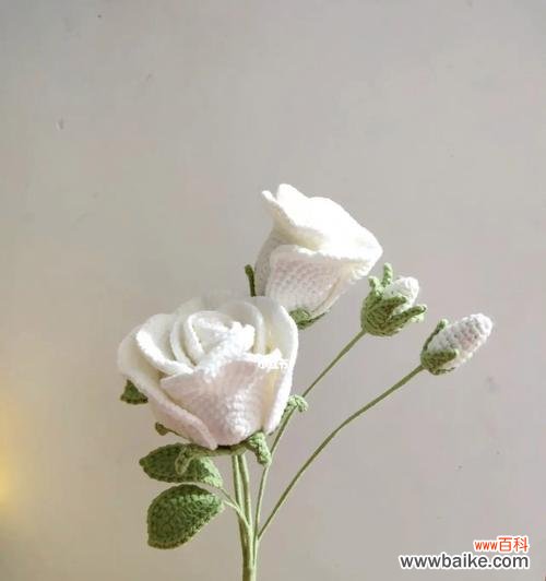 雪堆上白玫瑰代表什么？插一朵白玫瑰有何特殊意义？