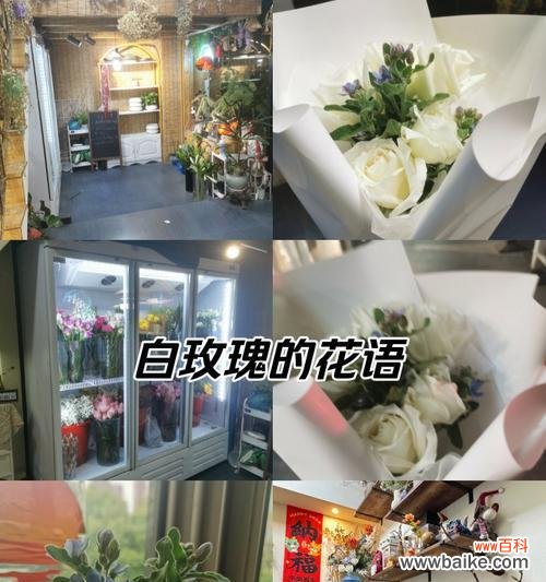 雪堆上白玫瑰代表什么？插一朵白玫瑰有何特殊意义？