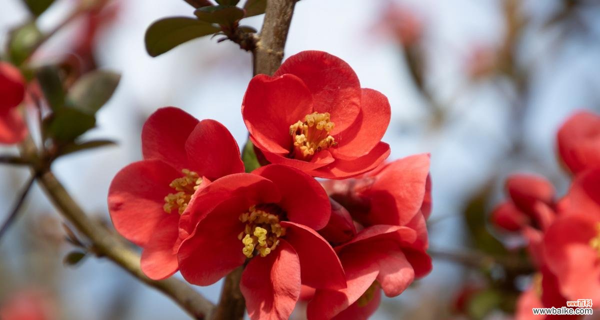 海棠花寓意和象征寓意是什么？它在传统中承载了哪些意义？