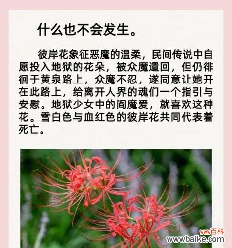 彼岸花的花语是什么？它代表了什么？