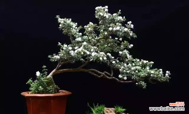 清新、优雅、神秘 六月雪花语