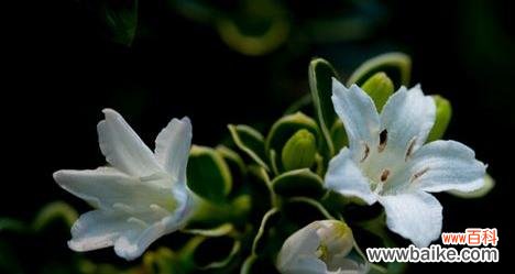 清新、优雅、神秘 六月雪花语