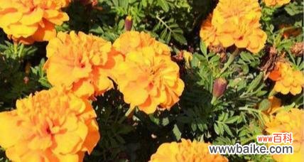 探寻万寿菊的丰富含义与美好祝愿 万寿菊的花语与寓意