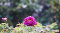 探寻海棠花的背后故事 威海市花——海棠花的寓意与美丽