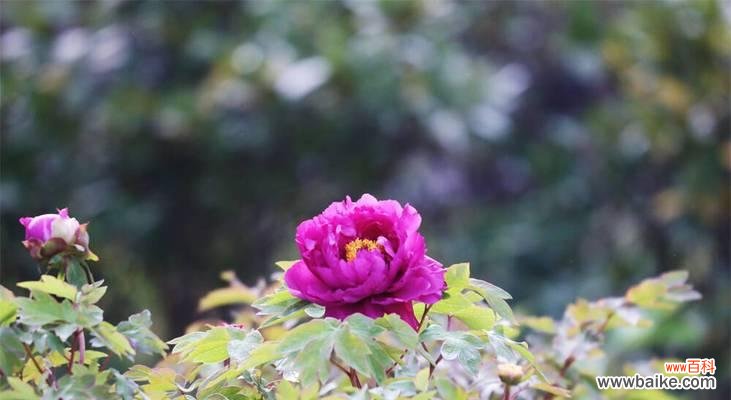 探寻海棠花的背后故事 威海市花——海棠花的寓意与美丽