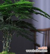 探秘文竹的神秘力量与象征意义 文竹的象征意义及寓意解读