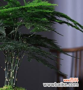 探秘文竹的神秘力量与象征意义 文竹的象征意义及寓意解读