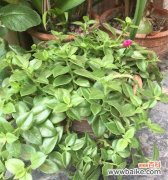 探寻田七花开放的奇妙色彩与寓意 田七花的开花之美