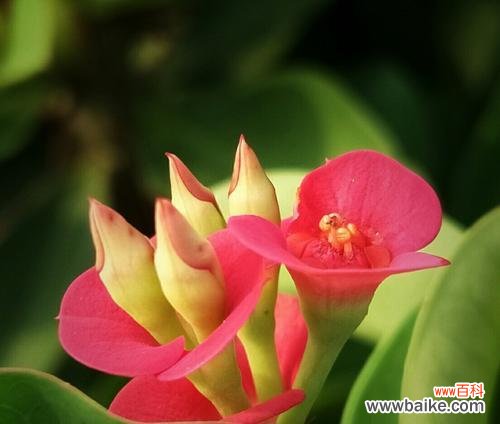 揭示铁海棠花语的象征意义 铁海棠的花语与寓意