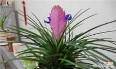 以铁兰开花的美丽和坚韧 铁兰开花