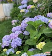 解读无尽夏花朵的情感和象征 无尽夏的花语与寓意