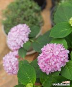 探寻花海背后的花语与意义 无尽夏的花语——盛夏中的花海绽放