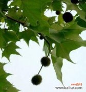 探寻梧桐树的寓意 梧桐树的象征意义与含义