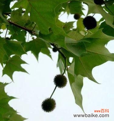 探寻梧桐树的寓意 梧桐树的象征意义与含义