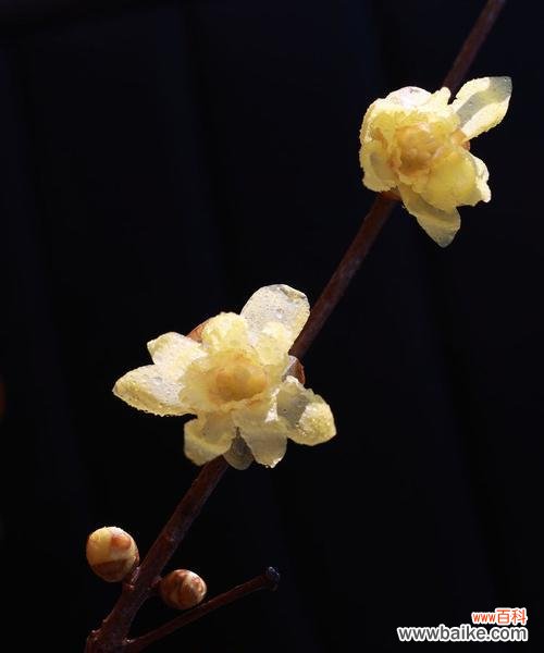 桂花和腊梅的寓意是什么？它们各自象征着什么？