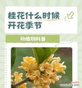 桂花和腊梅的寓意是什么？它们各自象征着什么？