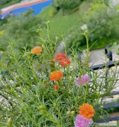 象征太阳的花卉有哪些？