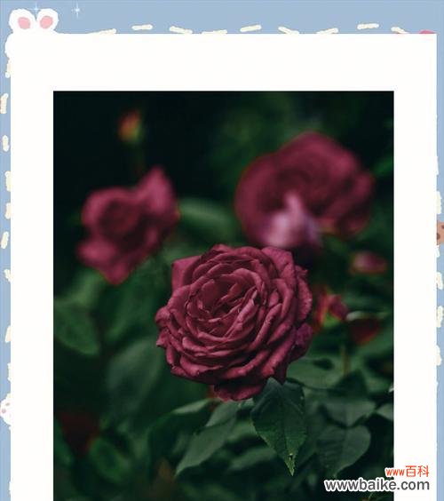 玫瑰花的荒凉寓意是什么？