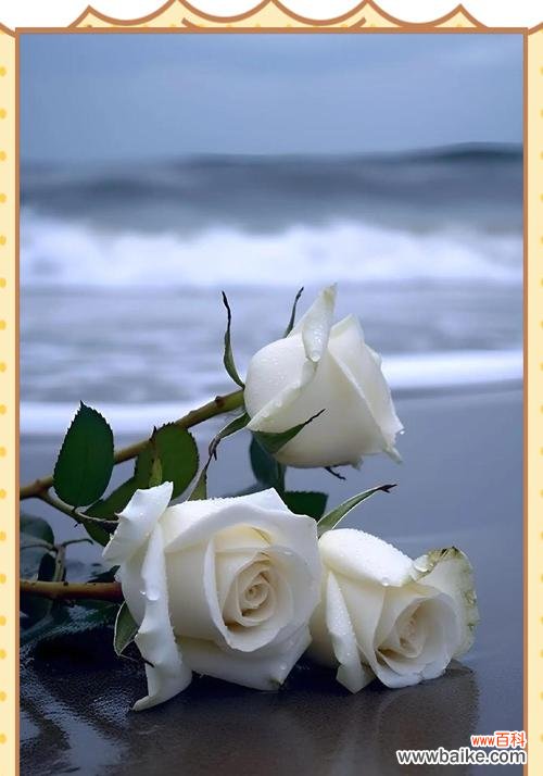 玫瑰花的荒凉寓意是什么？