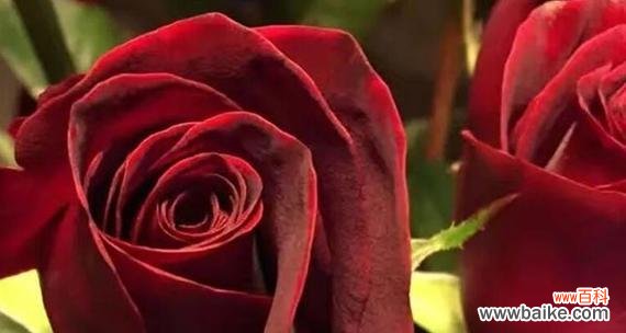 玫瑰花的荒凉寓意是什么？