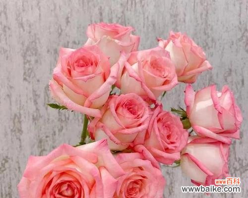 粉色玫瑰和红玫瑰一起代表什么？它们的组合有何含义？