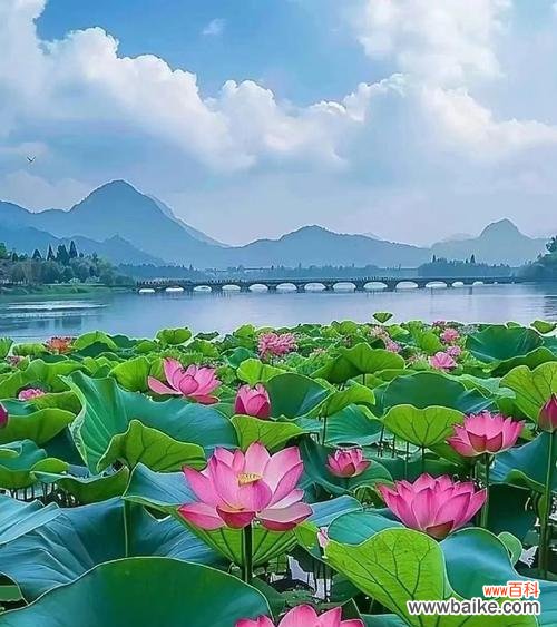 莲花的花语有哪些寓意？