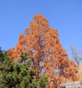 孑遗植物定义是什么？它们在植物界中扮演什么角色？