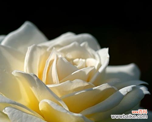 摘几束白玫瑰有何特殊含义？代表什么？