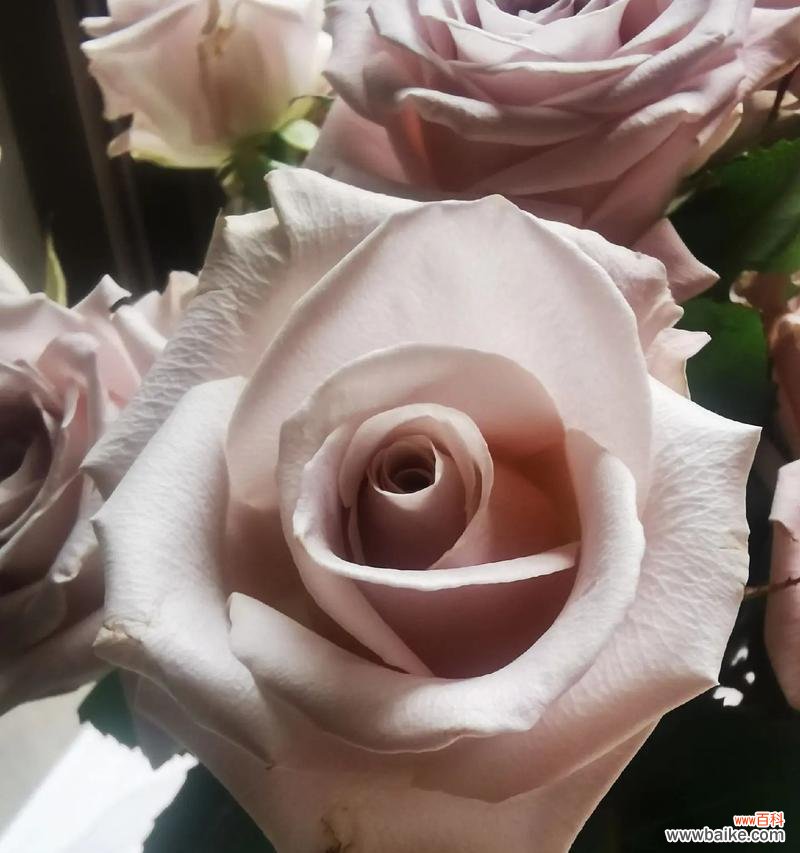 红玫瑰花象征什么？为何红玫瑰花适合送给女王？