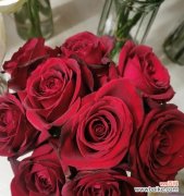 红玫瑰花象征什么？为何红玫瑰花适合送给女王？