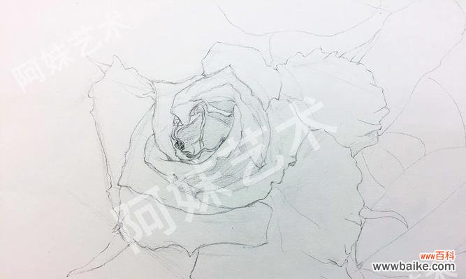 白玫瑰上白下灰代表什么？是什么意思？