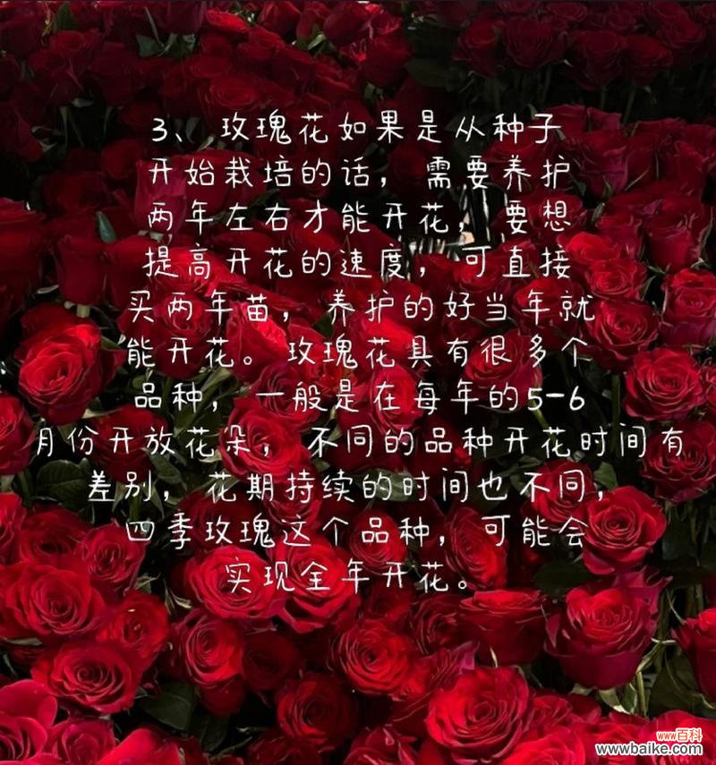不同颜色玫瑰花语分别代表什么？