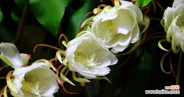 寂静美丽的短暂人生 昙花花语