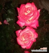 秋季花卉黄月季的美丽与寓意 黄月季花语——收获与感恩