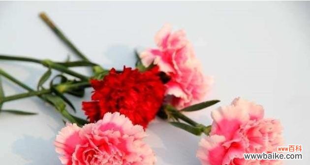 传递爱的祝福，喜悦与感恩同行 深度解读桃红色康乃馨花语