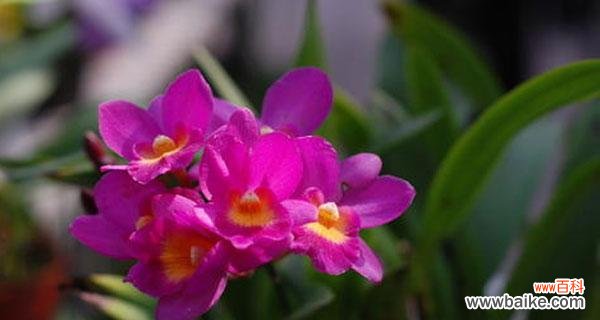 揭示兰花的深刻内涵，让我们更深入地了解它的意义 兰花的象征与寓意