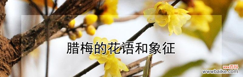 让芬芳满溢心间，美好祝愿送给心仪之人 送礼佳选——腊梅的花语与象征