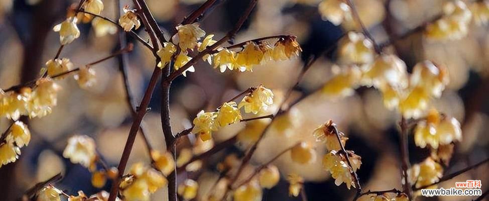 让芬芳满溢心间，美好祝愿送给心仪之人 送礼佳选——腊梅的花语与象征