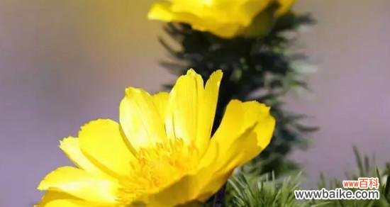 解读金盏花语，了解花开花落背后的含义 金盏花花语大全