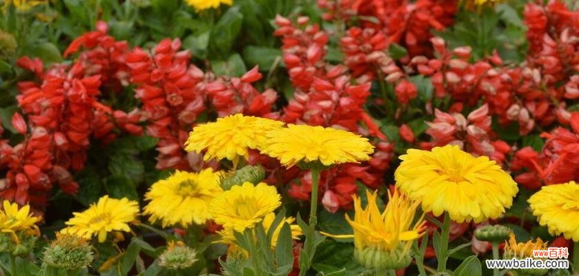 解读金盏花语，了解花开花落背后的含义 金盏花花语大全