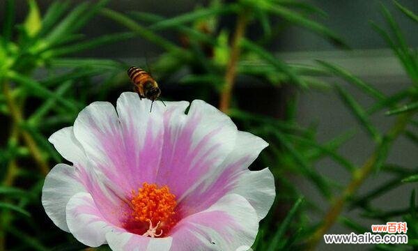 唤醒心灵的美丽盛开 午时花的花语与寓意