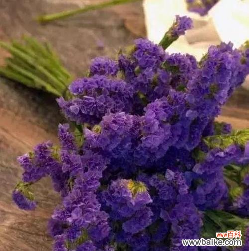 勿忘我的寓意与传说 勿忘我的花语与寓意